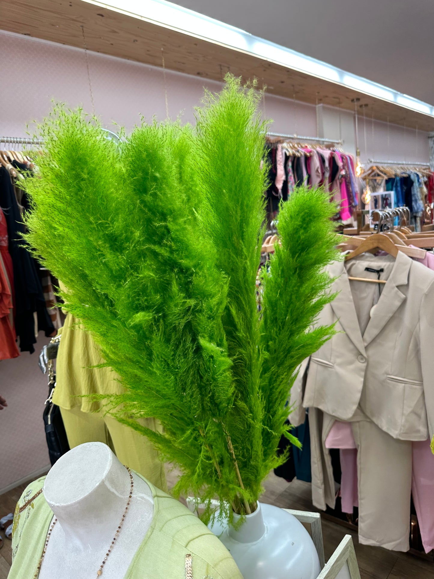 TIGES DE PAMPAS
